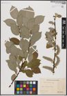 Foto von Salix caprea L.